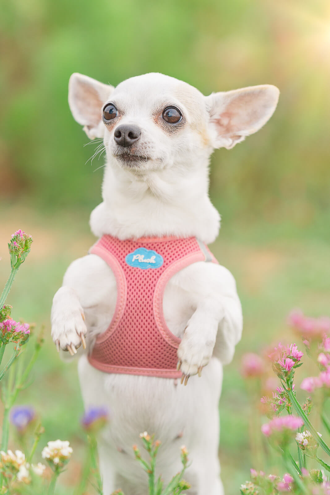 Tierfotografie in Stuttgart und Ludwigsburg - Hund in Blumenwiese