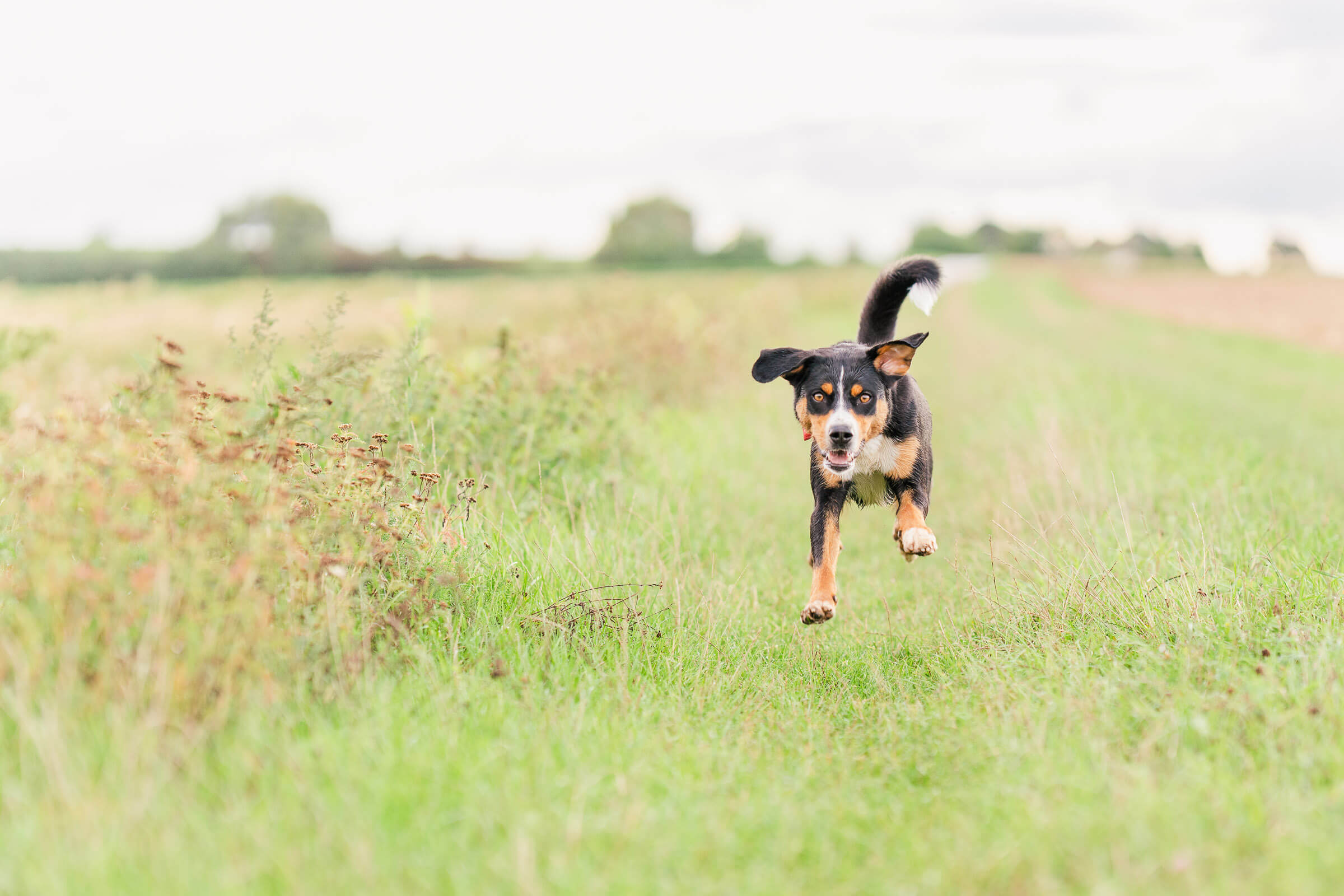 Tierfotografin in Stuttgart und Ludwigsburg - rennender Hund