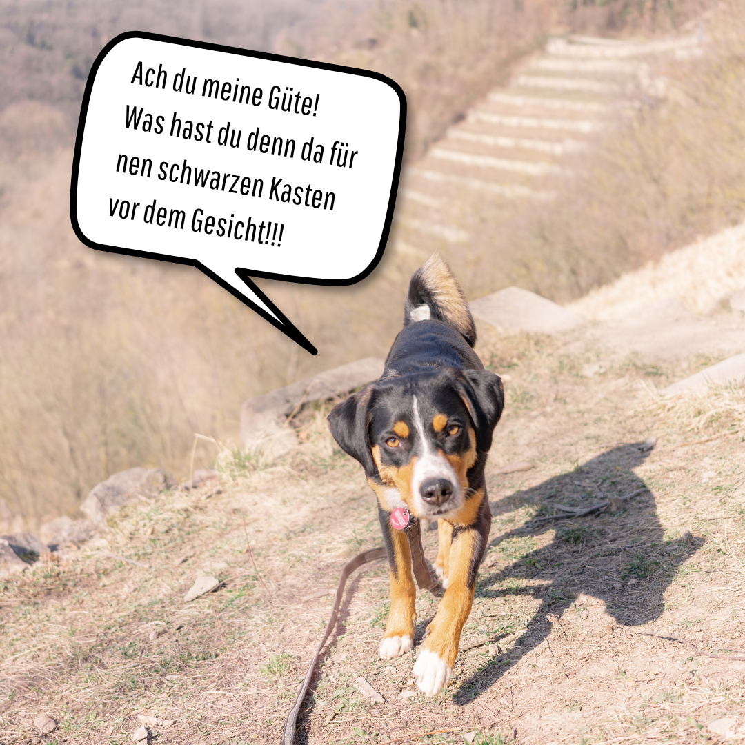 Hundefotografie in Stuttgart und Ludwigsburg