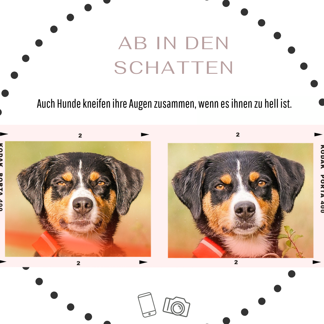 Hundeblick Stuttgart