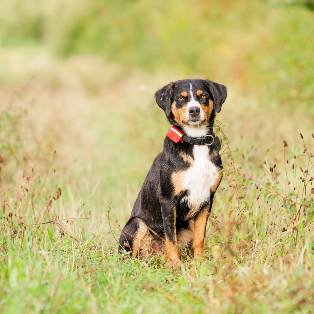 Tierfotografin in Stuttgart und Ludwigsburg - sitzender Hund in Natur