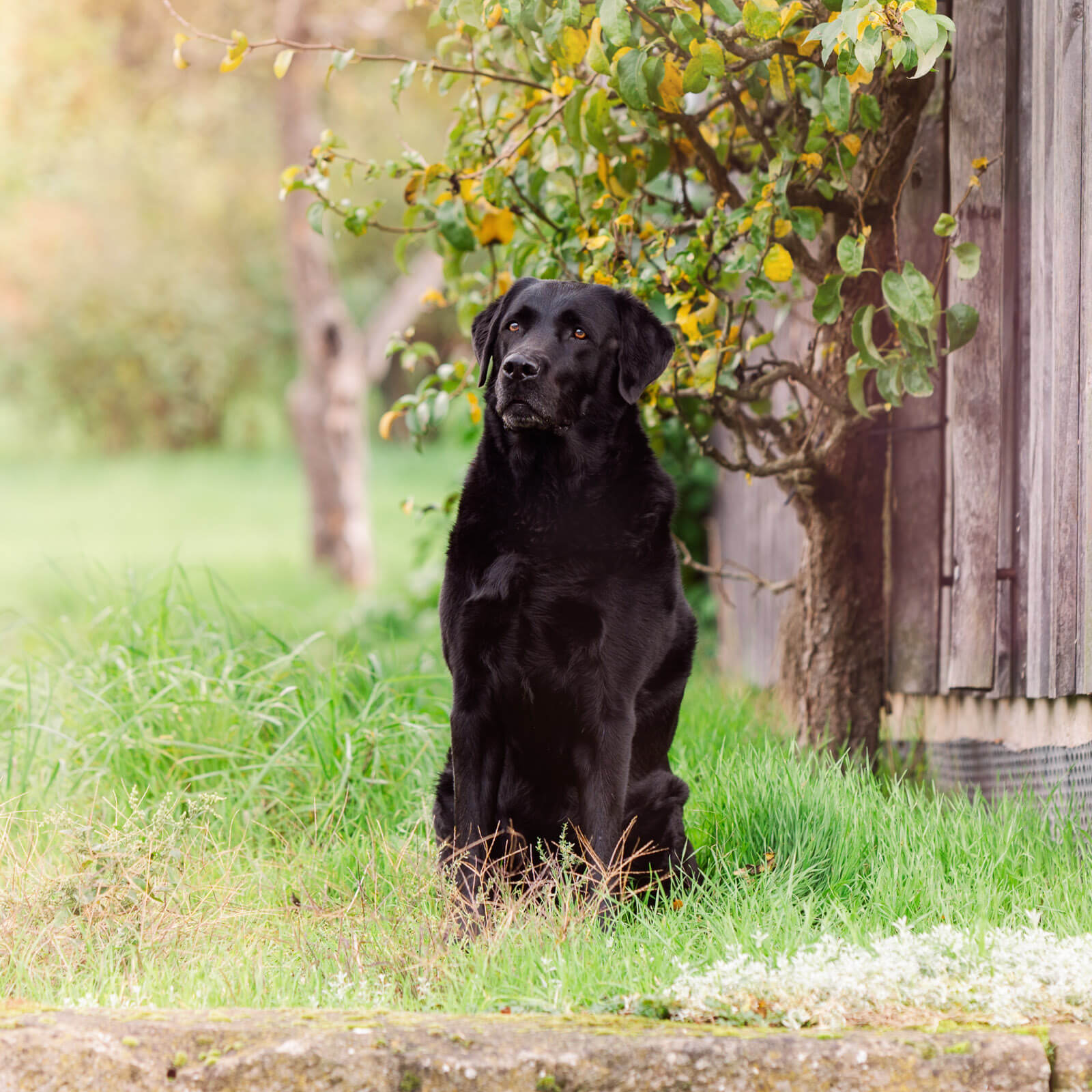 Hundefotoshooting - Ludwigsburg - Labrador im Abendlicht