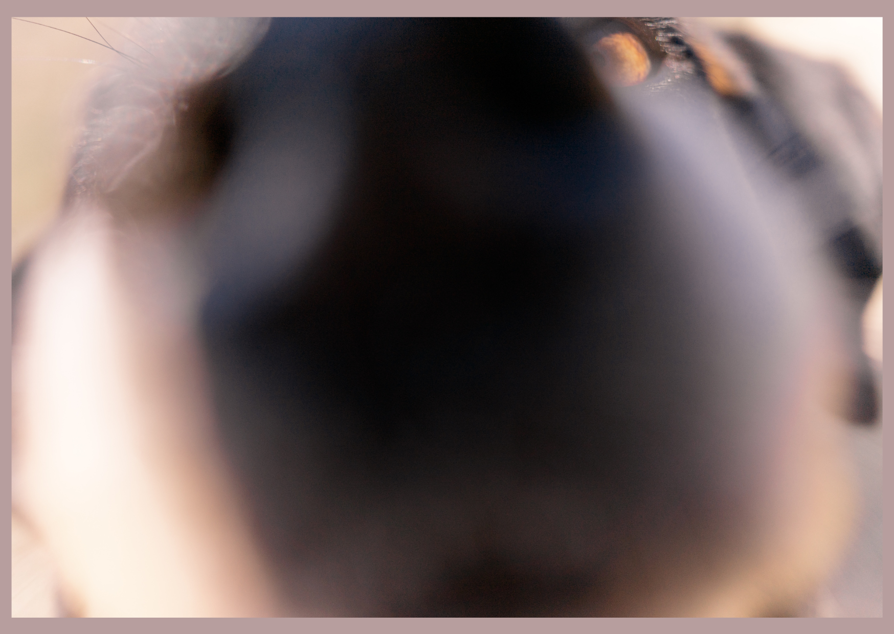 Hundefotografie mein erster Versuch