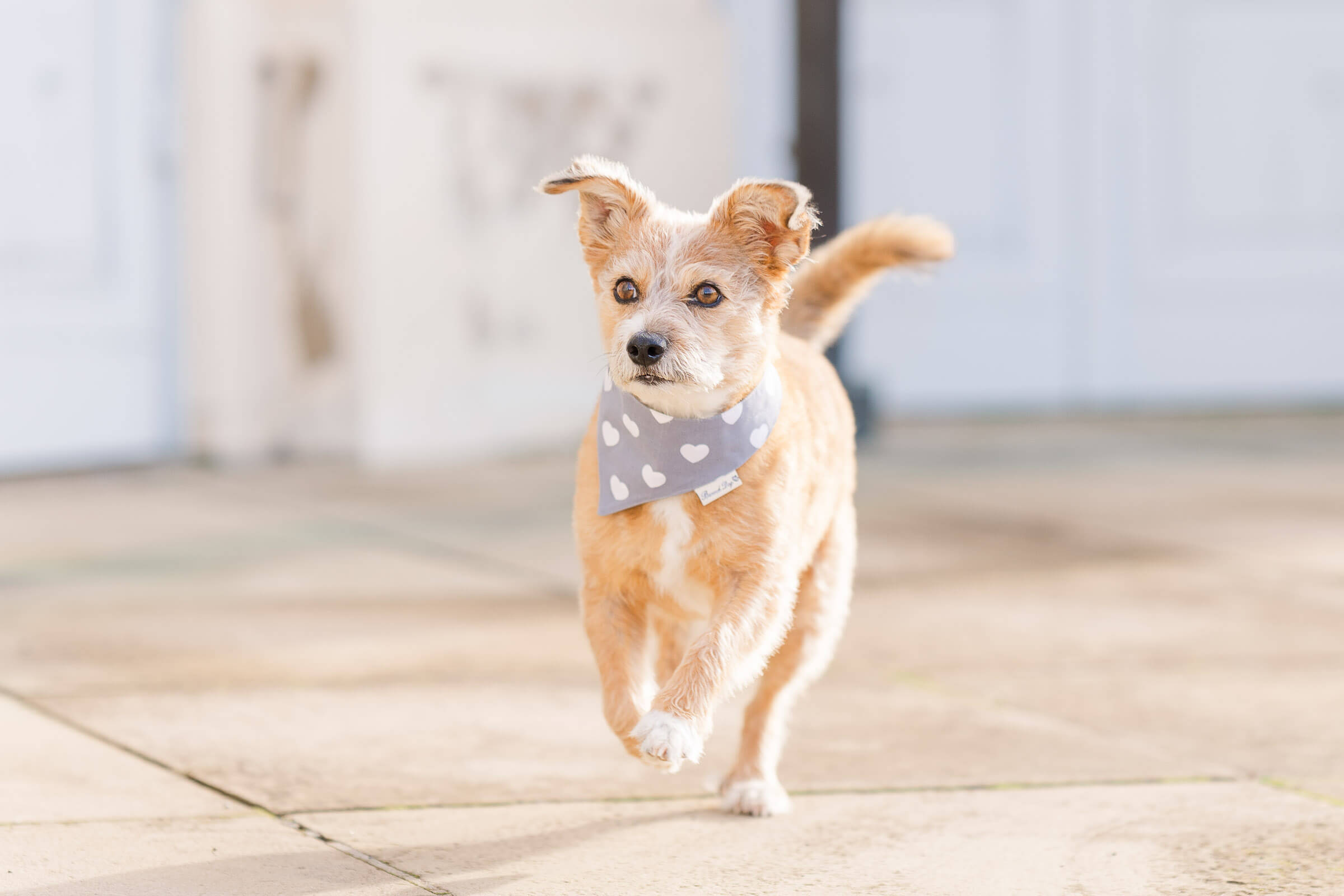 Hundefotografie Stuttgart Ludwigsburg - ausgelassener kleiner Hund