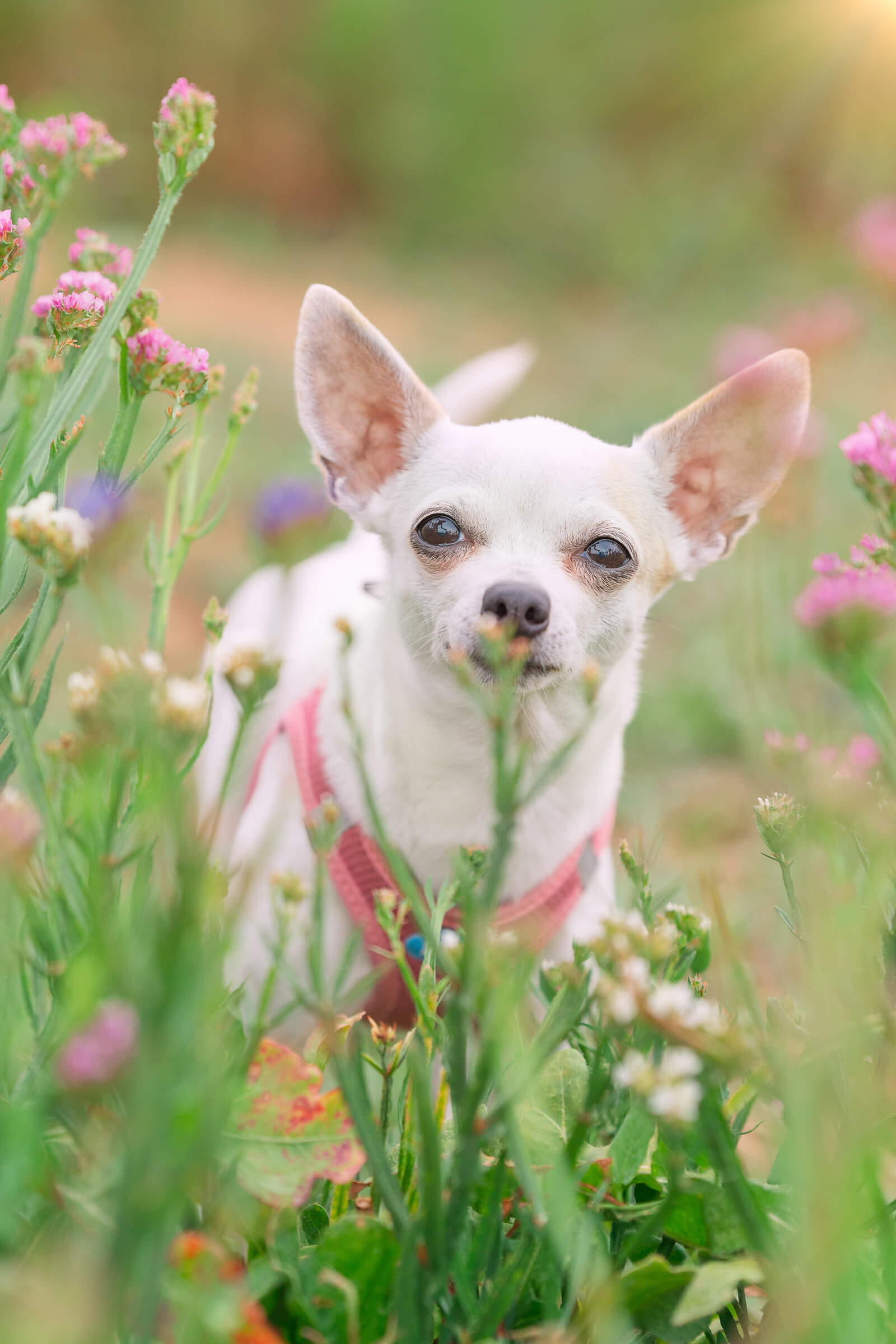 Chihuahuas Hundeschule Zwergenaufstand