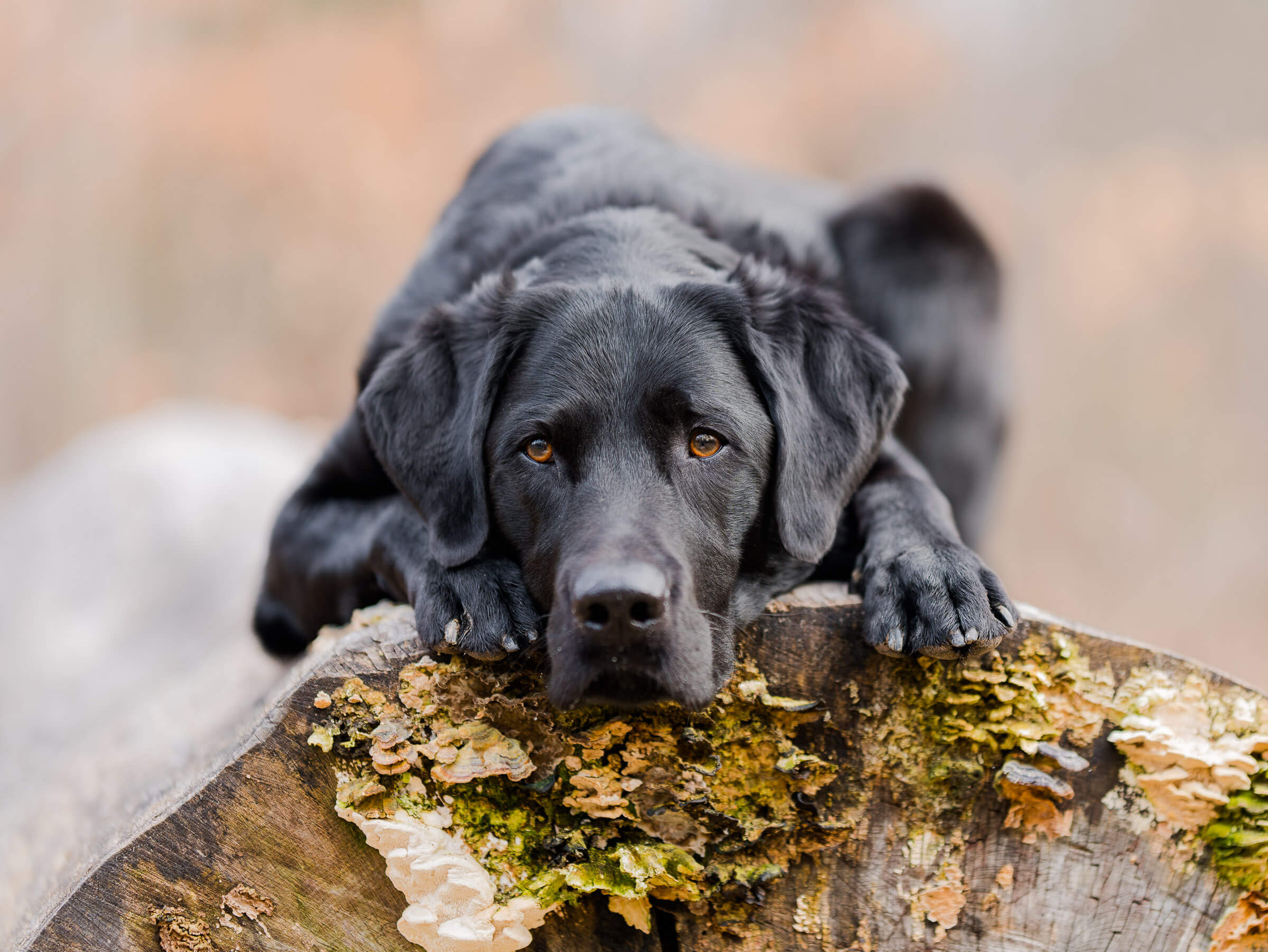 Tierfotografie Stuttgart Ludwigsburg