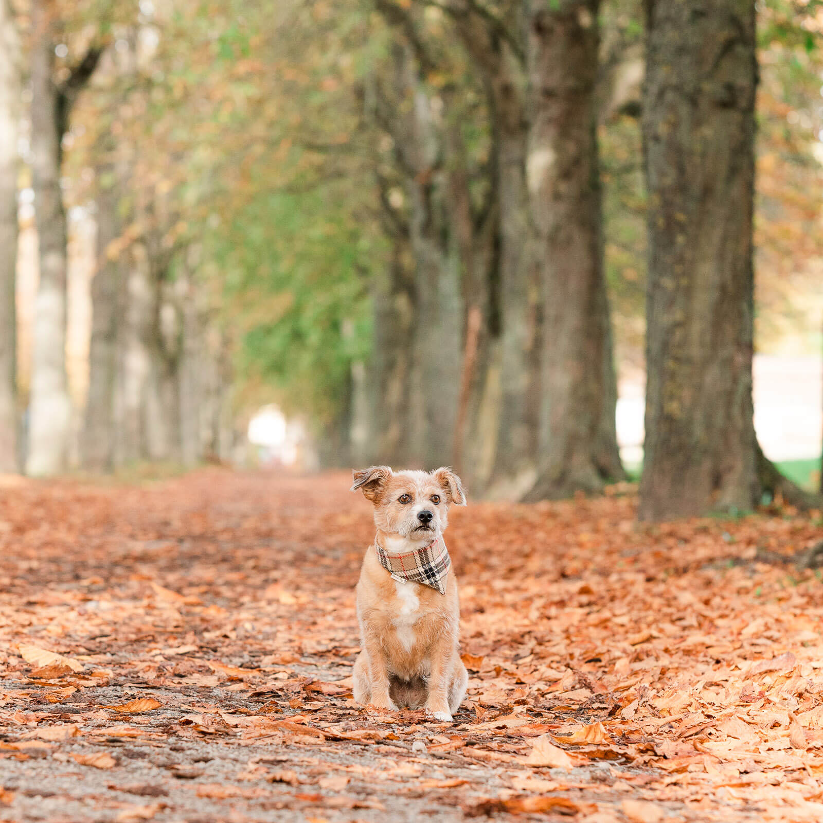 Hundefotoshooting am Schloss Solitude Stuttgart