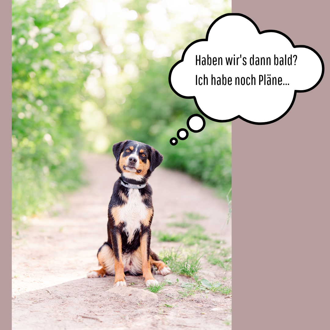 Hundefotografie - voller Fokus