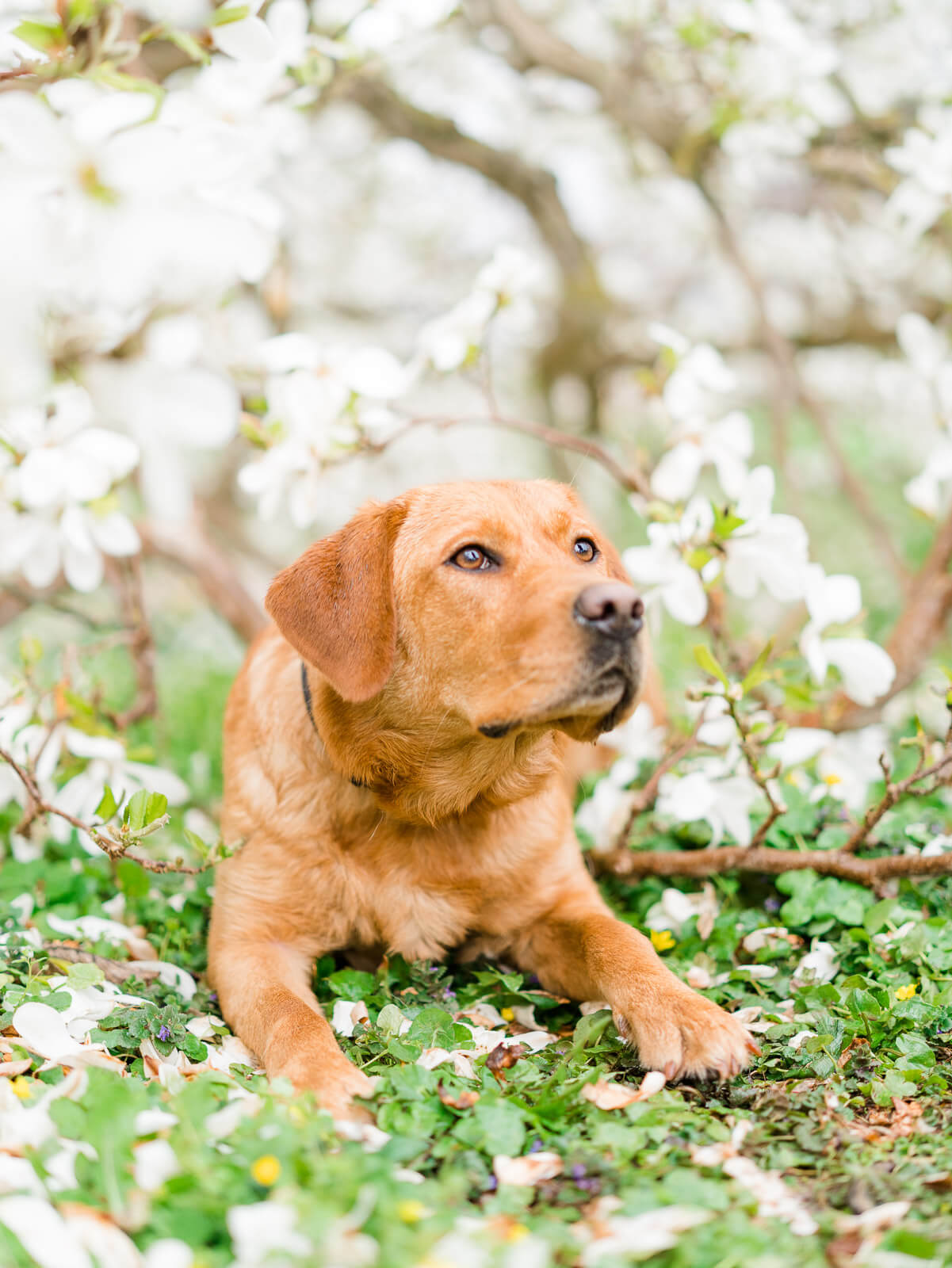 Fotografin Stuttgart & Ludwigsburg - Hunde