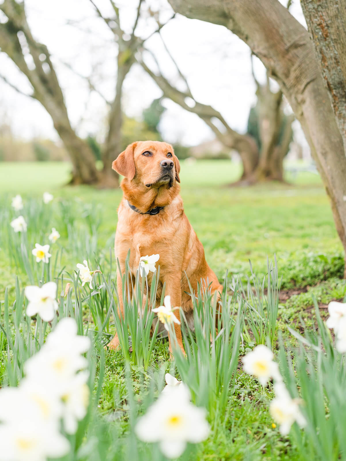 Hunde Fotoshooting in Stuttgart