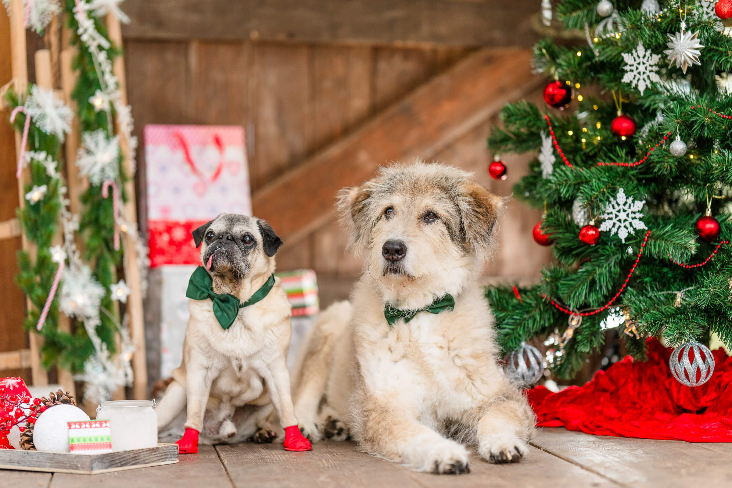 Hundfotoshooting Weihnacht