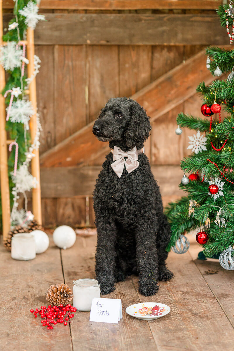 Weihnachtsaktion Fotos Hunde