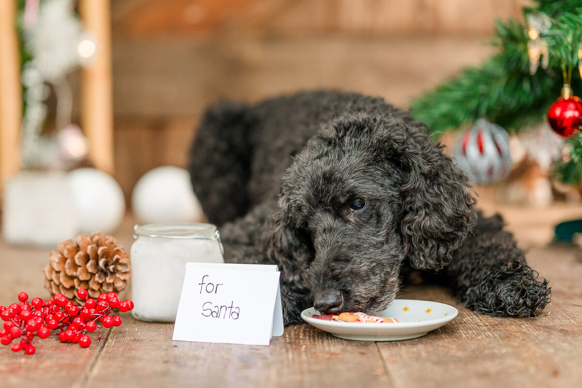 Weihnachten Hunde Ludwigsburg