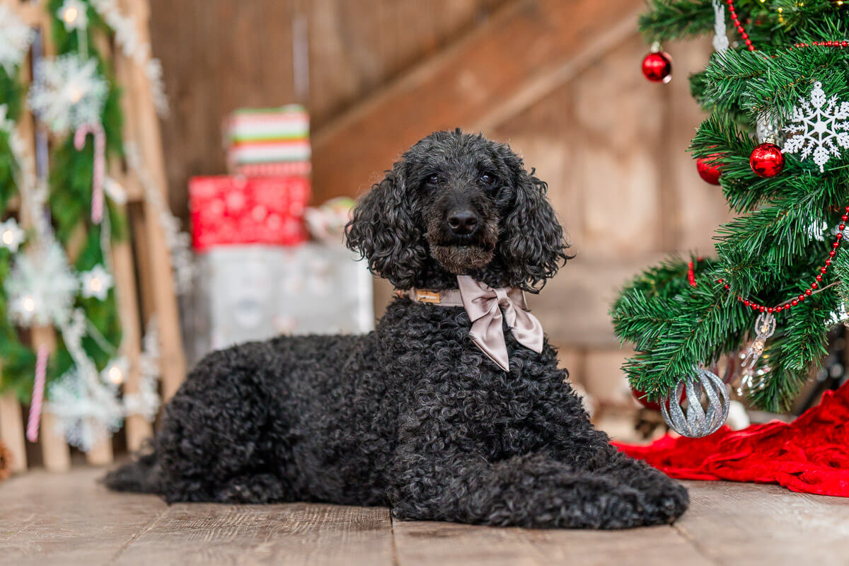 Weihnachten Hunde Ludwigsburg
