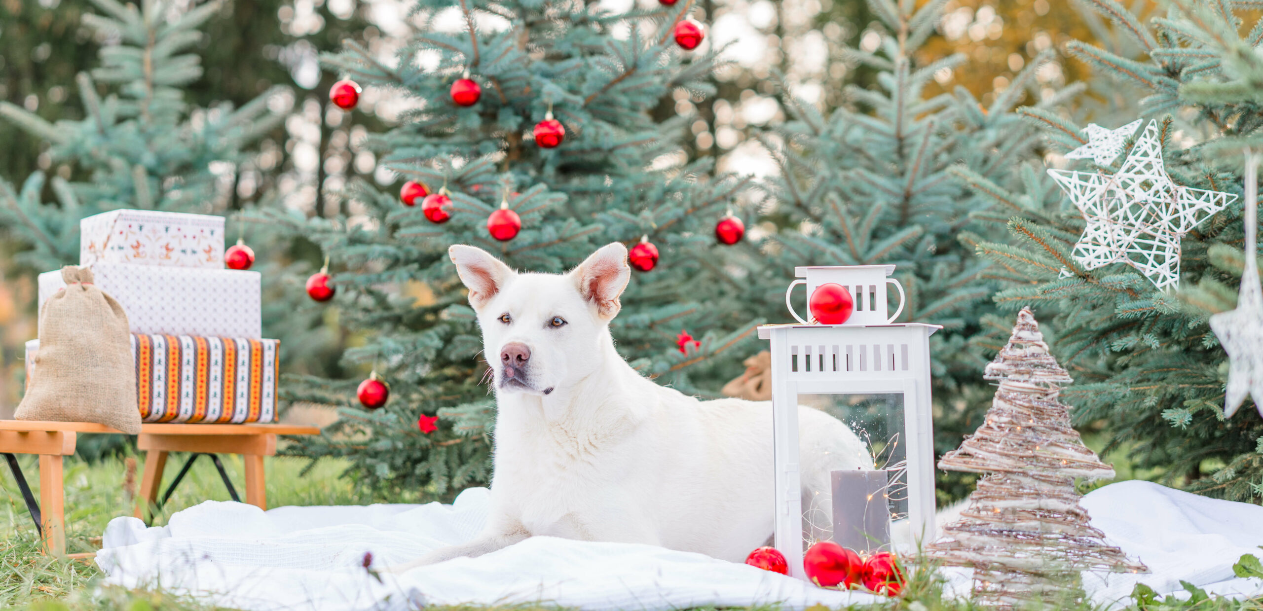 Fotografin Stuttgart Ludwigsburg Hunde