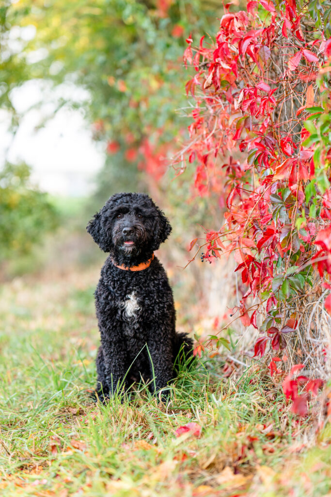 Hundefotografie im Herbst in Ludwigsburg